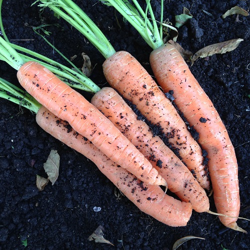 Carrot Autumn King 2